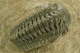 Detailed Reedops Trilobite - Atchana, Morocco #377000-2